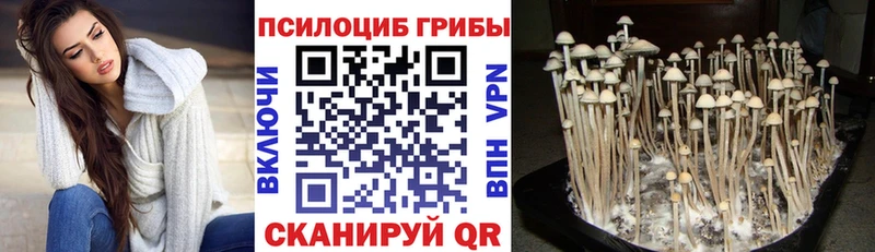 купить наркотик  сайты даркнета телеграм  Галлюциногенные грибы Magic Shrooms  Каспийск 